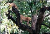 (P:\Africa\Lion-Tree-1) Dn-a0593.jpg (1/1) (167 K)