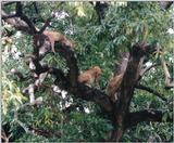 (P:\Africa\Lion-Tree-1) Dn-a0597.jpg (1/1) (153 K)