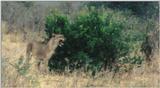 (P:\Africa\Lion-Tree-2) Dn-a0600.jpg (1/1) (70 K)