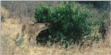 (P:\Africa\Lion-Tree-2) Dn-a0602.jpg (1/1) (77 K)