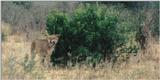 (P:\Africa\Lion-Tree-2) Dn-a0603.jpg (1/1) (101 K)