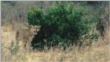 (P:\Africa\Lion-Tree-2) Dn-a0604.jpg (1/1) (67 K)