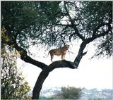 (P:\Africa\Lion-Tree-2) Dn-a0605.jpg (1/1) (155 K)