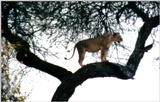 (P:\Africa\Lion-Tree-2) Dn-a0606.jpg (1/1) (113 K)