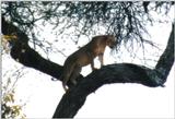 (P:\Africa\Lion-Tree-2) Dn-a0607.jpg (1/1) (84 K)