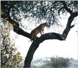 (P:\Africa\Lion-Tree-2) Dn-a0608.jpg (1/1) (141 K)