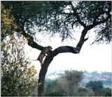 (P:\Africa\Lion-Tree-2) Dn-a0609.jpg (1/1) (163 K)