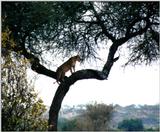 (P:\Africa\Lion-Tree-2) Dn-a0610.jpg (1/1) (141 K)