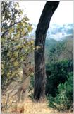 (P:\Africa\Lion-Tree-2) Dn-a0611.jpg (1/1) (67 K)