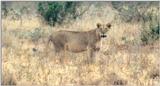 (P:\Africa\Lion-Tree-2) Dn-a0612.jpg (1/1) (76 K)