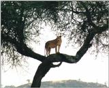 (P:\Africa\Lion-Tree-2) Dn-a0613.jpg (1/1) (145 K)