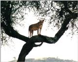 (P:\Africa\Lion-Tree-2) Dn-a0614.jpg (1/1) (111 K)