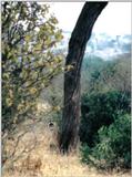 (P:\Africa\Lion-Tree-2) Dn-a0615.jpg (1/1) (77 K)
