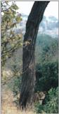 (P:\Africa\Lion-Tree-2) Dn-a0616.jpg (1/1) (54 K)