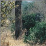 (P:\Africa\Lion-Tree-2) Dn-a0617.jpg (1/1) (72 K)