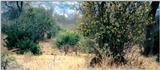 (P:\Africa\Lion-Tree-2) Dn-a0618.jpg (1/1) (102 K)