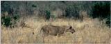 (P:\Africa\Lion-Tree-2) Dn-a0619.jpg (1/1) (63 K)