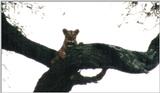 (P:\Africa\Lion-Tree-2) Dn-a0620.jpg (1/1) (37 K)