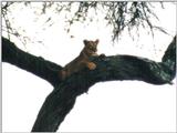 (P:\Africa\Lion-Tree-2) Dn-a0621.jpg (1/1) (43 K)