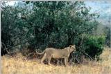 (P:\Africa\Lion-Tree-2) Dn-a0622.jpg (1/1) (144 K)