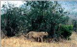 (P:\Africa\Lion-Tree-2) Dn-a0623.jpg (1/1) (139 K)