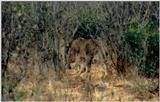 (P:\Africa\Lion-Tree-2) Dn-a0624.jpg (1/1) (91 K)