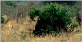 (P:\Africa\Lion-Tree-2) Dn-a0625.jpg (1/1) (110 K)