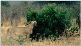(P:\Africa\Lion-Tree-2) Dn-a0626.jpg (1/1) (102 K)