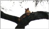 (P:\Africa\Lion-Tree-2) Dn-a0627.jpg (1/1) (30 K)