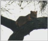 (P:\Africa\Lion-Tree-2) Dn-a0628.jpg (1/1) (16 K)