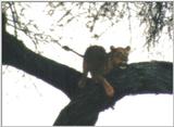 (P:\Africa\Lion-Tree-2) Dn-a0629.jpg (1/1) (28 K)