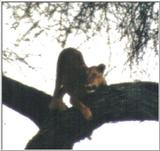 (P:\Africa\Lion-Tree-2) Dn-a0630.jpg (1/1) (24 K)