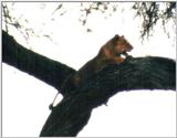 (P:\Africa\Lion-Tree-2) Dn-a0631.jpg (1/1) (27 K)