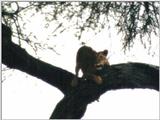 (P:\Africa\Lion-Tree-2) Dn-a0632.jpg (1/1) (42 K)