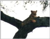 (P:\Africa\Lion-Tree-2) Dn-a0634.jpg (1/1) (27 K)