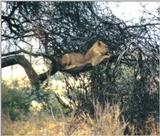 (P:\Africa\Lion-Tree-2) Dn-a0635.jpg (1/1) (137 K)