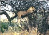 (P:\Africa\Lion-Tree-2) Dn-a0636.jpg (1/1) (199 K)