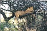 (P:\Africa\Lion-Tree-2) Dn-a0637.jpg (1/1) (145 K)