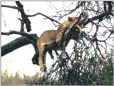 (P:\Africa\Lion-Tree-2) Dn-a0638.jpg (1/1) (82 K)