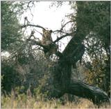 (P:\Africa\Lion-Tree-2) Dn-a0639.jpg (1/1) (123 K)
