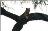 (P:\Africa\Lion-Tree-2) Dn-a0640.jpg (1/1) (32 K)