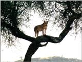 (P:\Africa\Lion-Tree-2) Dn-a0641.jpg (1/1) (151 K)