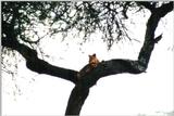 (P:\Africa\Lion-Tree-2) Dn-a0643.jpg (1/1) (88 K)