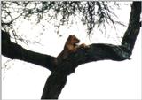 (P:\Africa\Lion-Tree-2) Dn-a0644.jpg (1/1) (74 K)