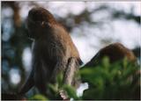 (P:\Africa\Primate) Dn-a0673.jpg (1/1) (69 K)