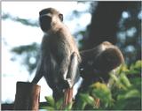 (P:\Africa\Primate) Dn-a0676.jpg (1/1) (63 K)