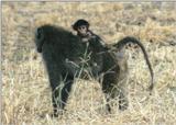 (P:AfricaPrimate) Dn-a0680.jpg (Olive Baboons)