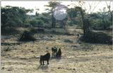 (P:AfricaPrimate) Dn-a0684.jpg (Olive Baboons)