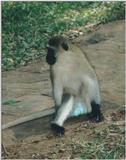 (P:\Africa\Primate) Dn-a0686.jpg (1/1) (73 K)