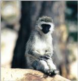 (P:\Africa\Primate) Dn-a0687.jpg (1/1) (65 K)